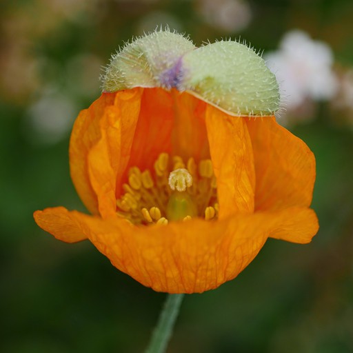 PoPPy 