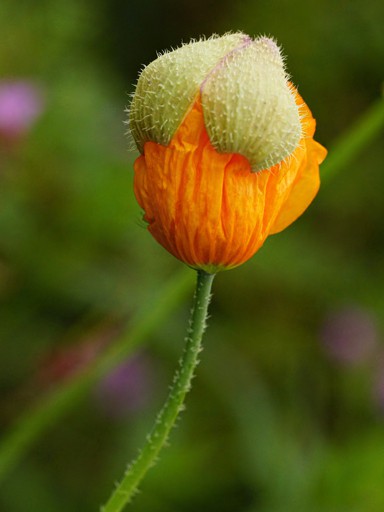 PoPPy oRaNGe