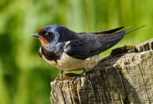 SWaLLoW