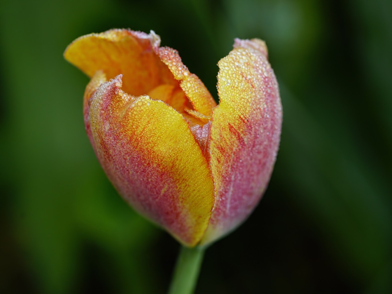 TuLiP