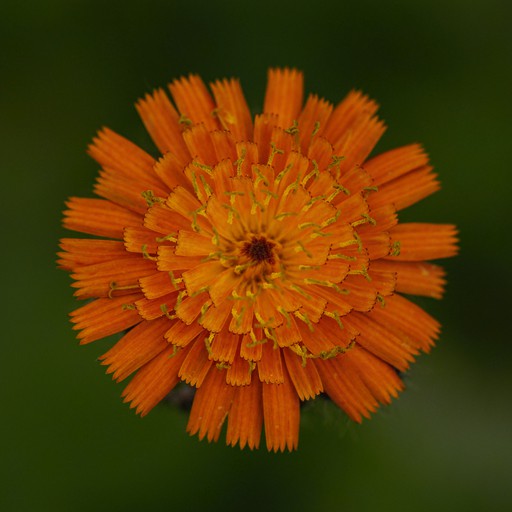 oRaNGe HaWKWeeD