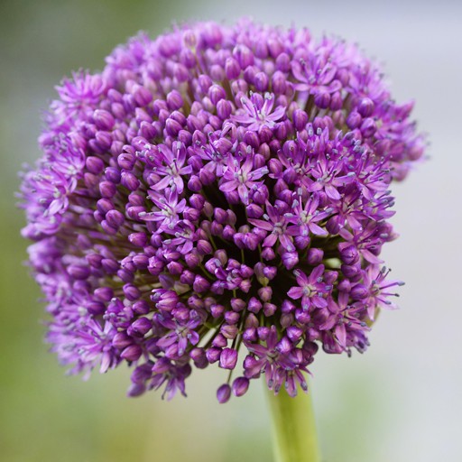 ALiuM