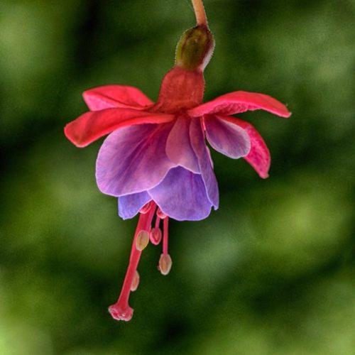 FuCHSia HDR