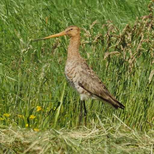 GoDWiT