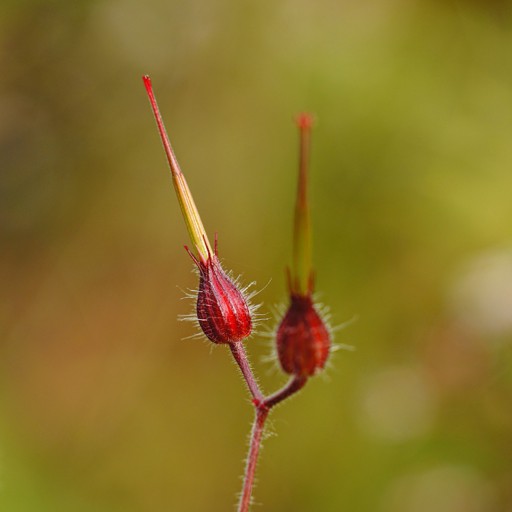 HeRB RoBeRT 