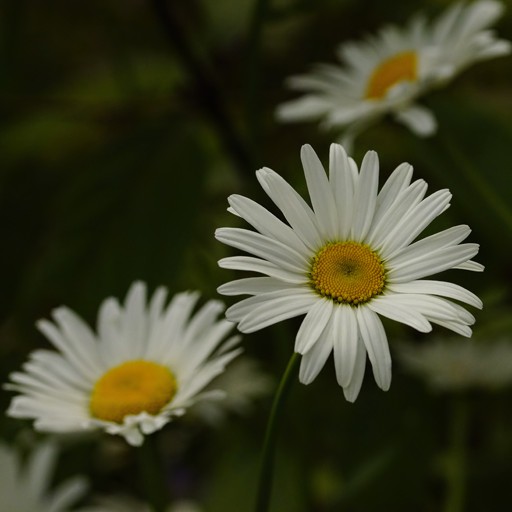 MaRGueRiTe 