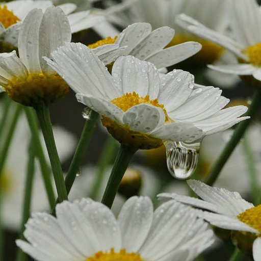 MaRGueRiTe