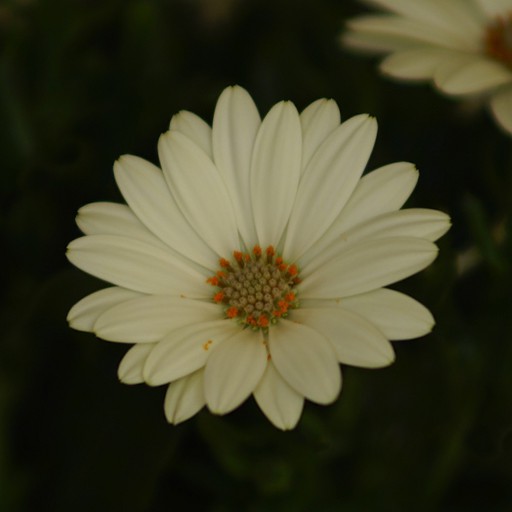 MaRGueRiTe