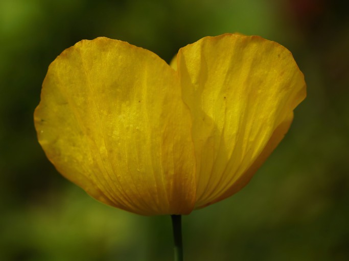 PoPPy HeaRT