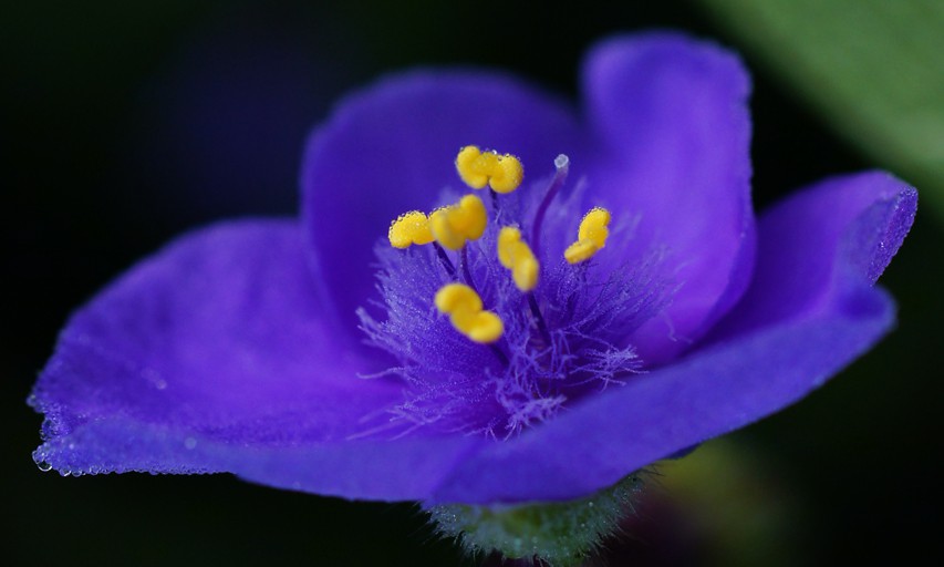 SPiDeRWoRT 