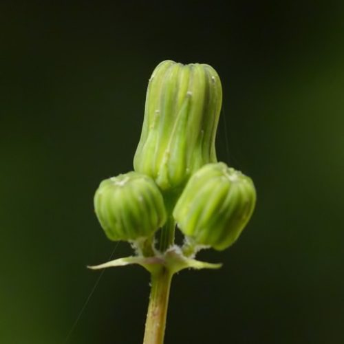 SoNCHuS aRVeNSiS