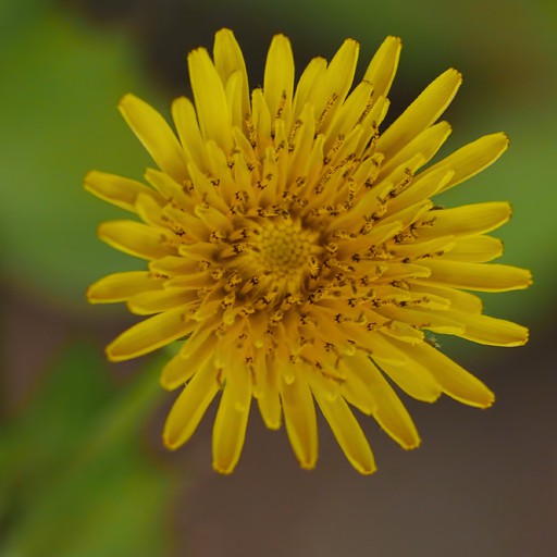 SoNCHuS aSPeR