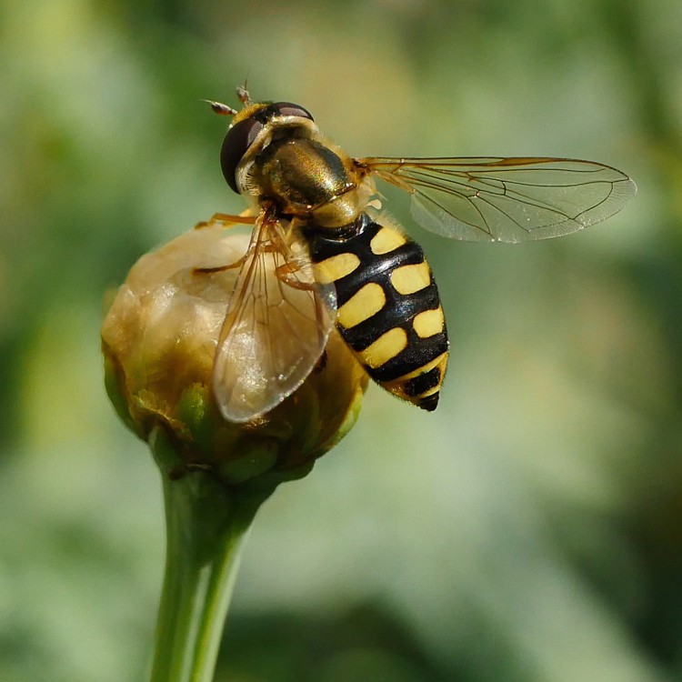 SyRPHiDae