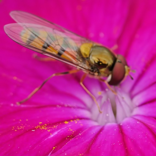 SyRPHiDae