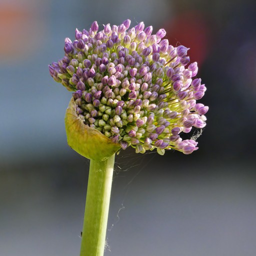 aLLiuM 