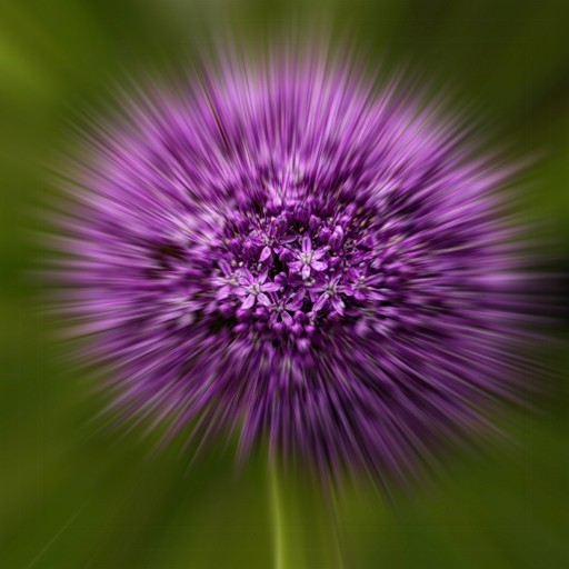 aLLiuM 