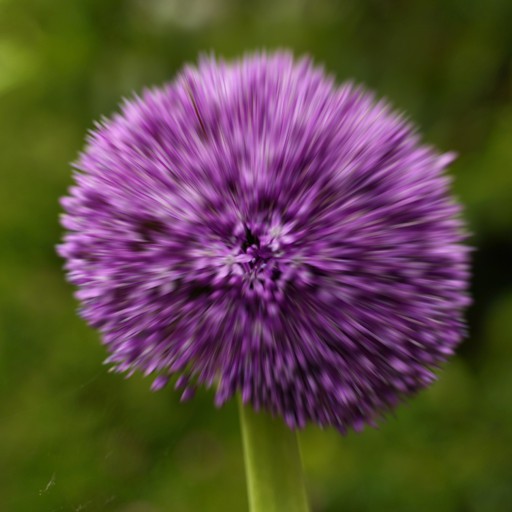 aLLiuM 