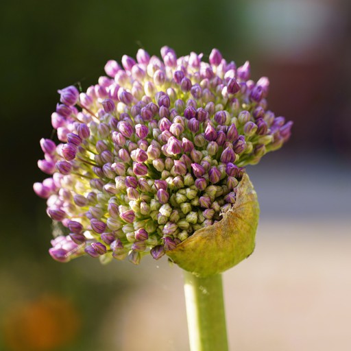 aLLiuM