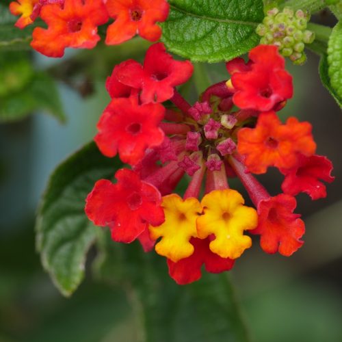 LANTANA CAMARA