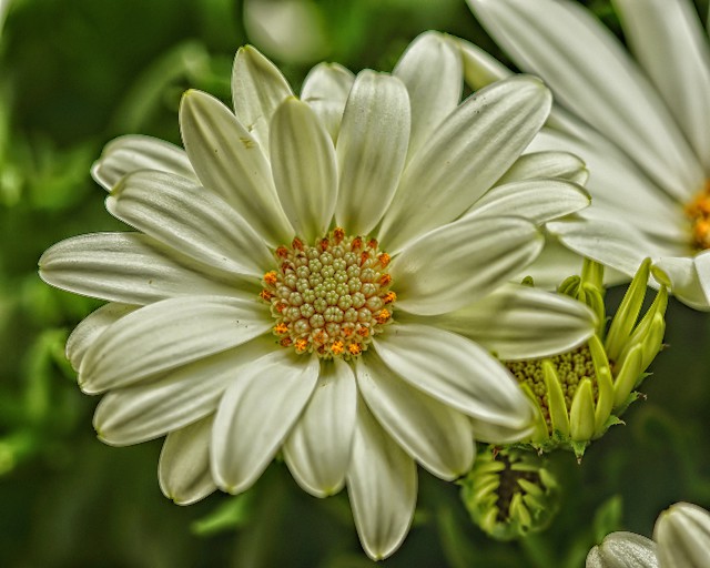 oSTeoSPeRMuM