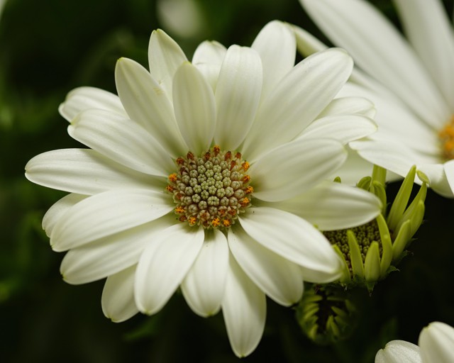 oSTeoSPeRMuM