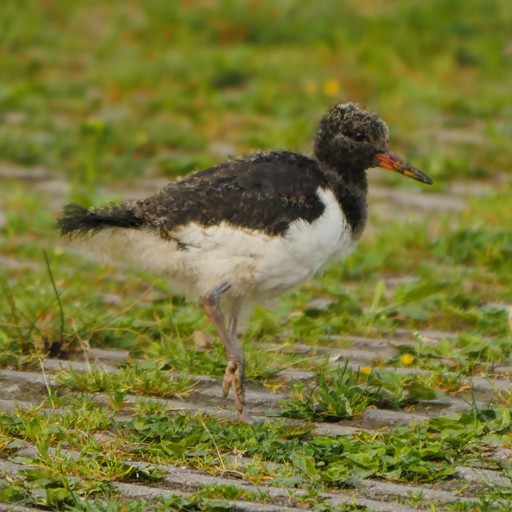 oySTeR CaTCHeR 