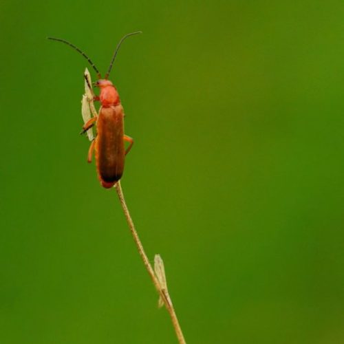 CaRDiNaL BeeTLe