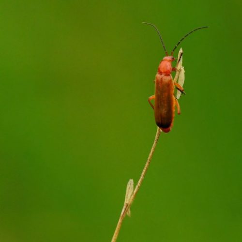 CaRDiNaL BeeTLe