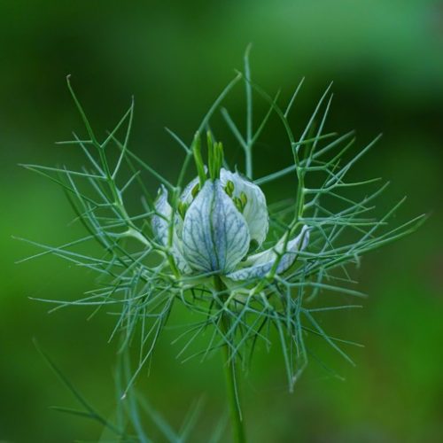 NiGeLLa SaTiVa