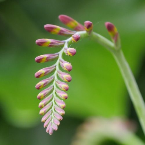 MoNTBReTia 