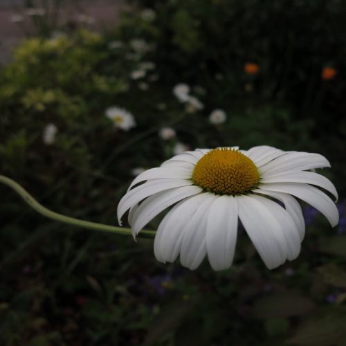 MaRGueRiTe