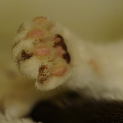 CaT'S PaW