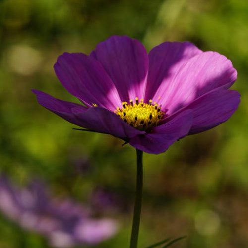 CoSMea CoSMoS SoNaTa 