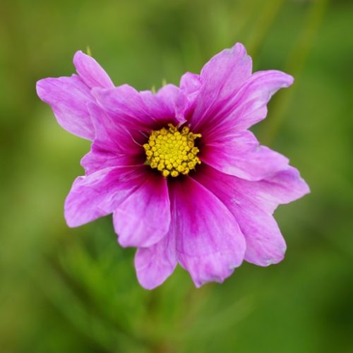 CoSMea CoSMoS SoNaTa