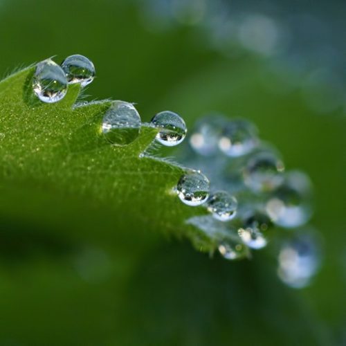 DeWDRoPS