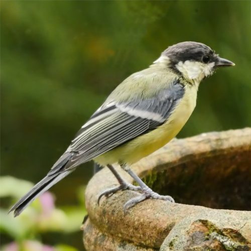 GReaT TiT