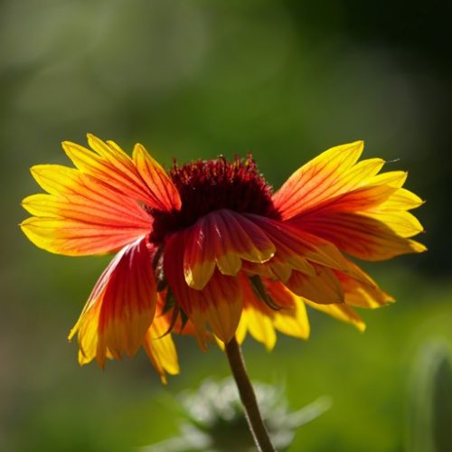 GaiLLaRDia