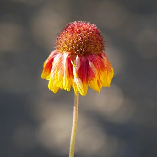 GaiLLaRDia