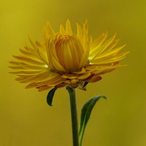 HeLiCHRySuM 