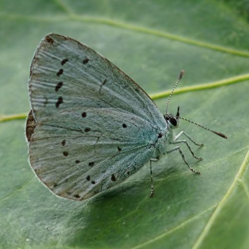 HoLLy BLue