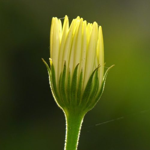 MaRGueRiTe