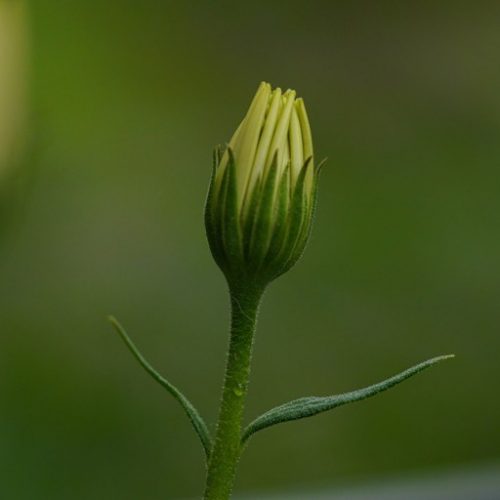 MaRGueRiTe