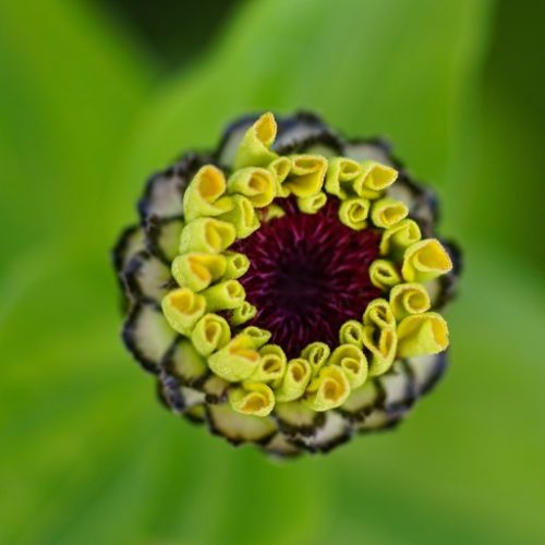 ZiNNia