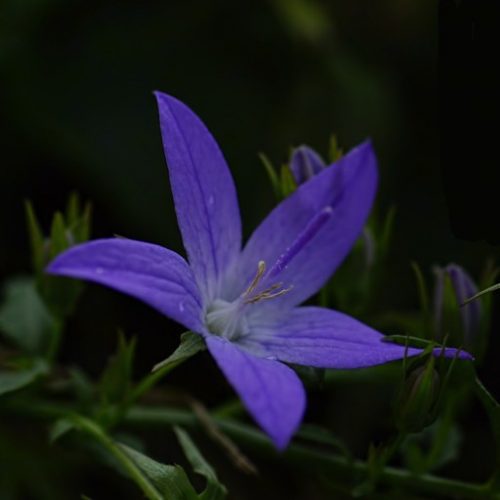 BeLLFLoWeR-