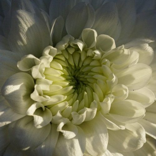 CHRySaNTHeMuM