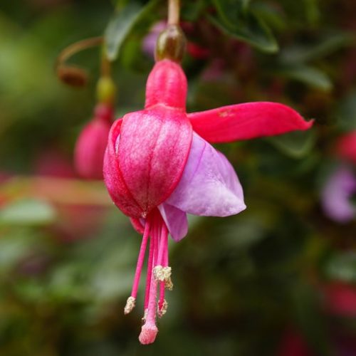 FuCHSia 