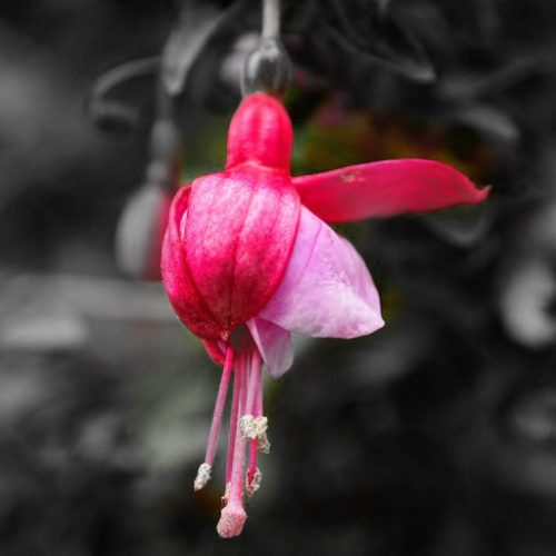 FuCHSia