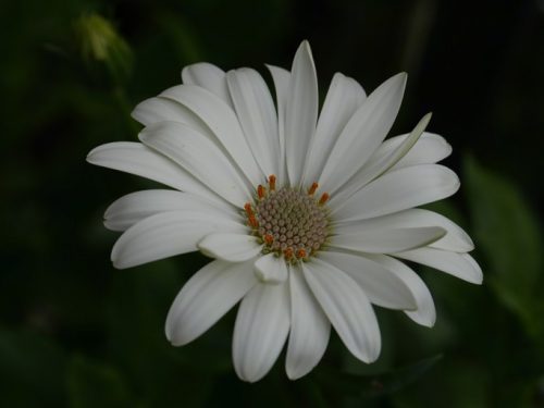 MaRGueRiTe