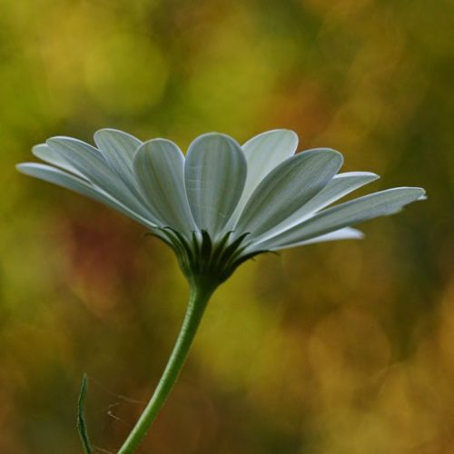 MaRGueRiTe