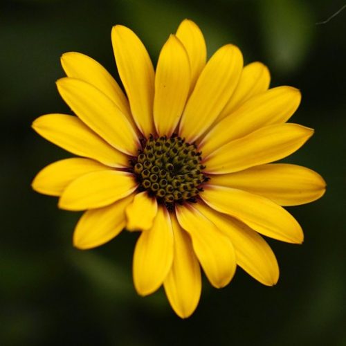 MaRGueRiTe